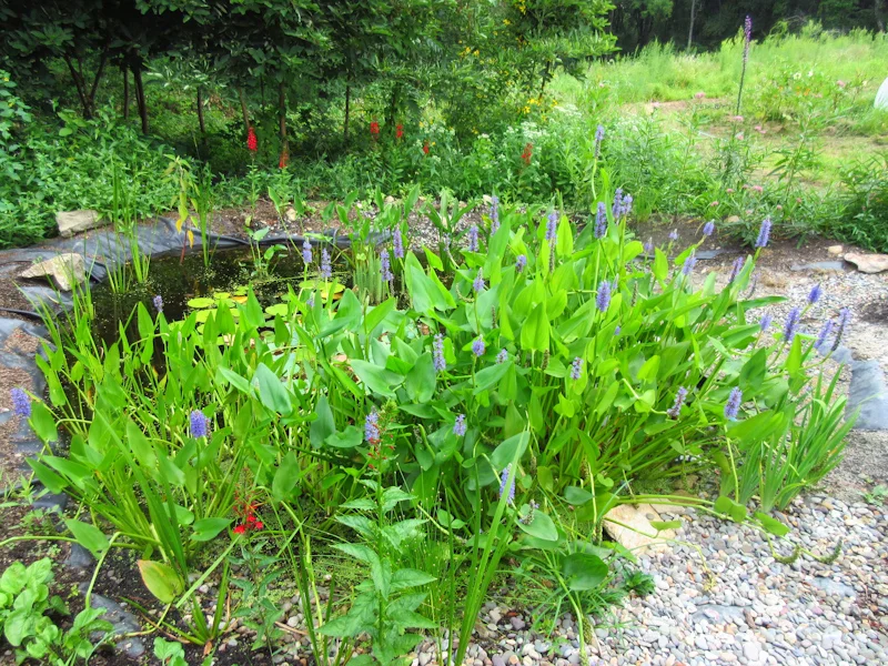 Pickerelweed and cardinal flower in bloom - 2015