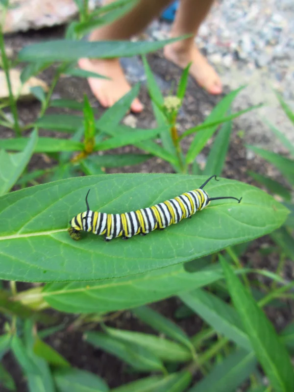 Monarch caterpillar on the swamp milkweed - 2015