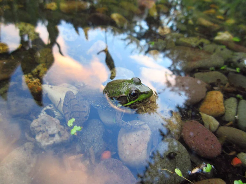 Several species of frogs have found the pond, including tree frogs, wood frogs, spring peepers, bullfrogs, and the green frog above - 2015