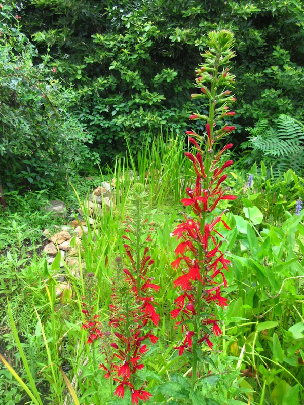 Cardinal flower - 2016