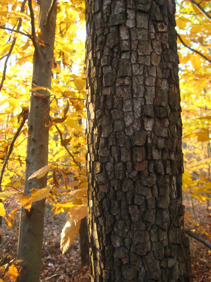 The beautiful dark snakeskin bark of wild persimmon. Photo: Rosenbaum