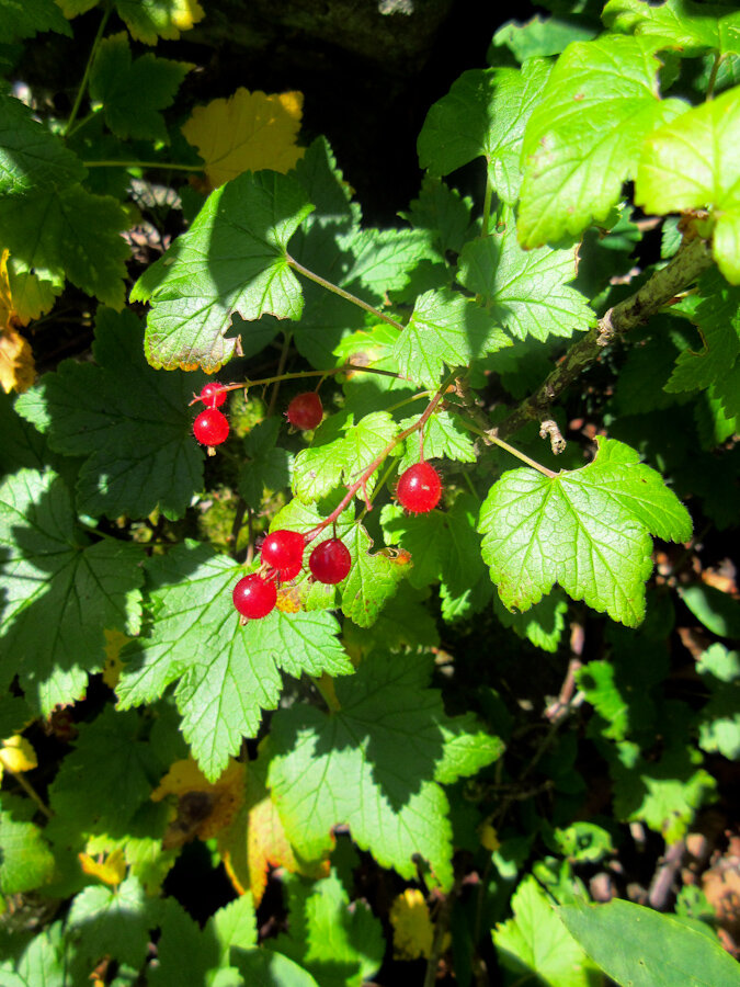 Ribes glandulosum, Maine