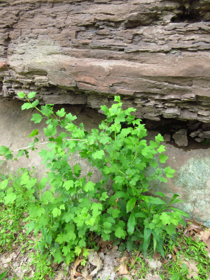 Ribes missouriense, Hunterdon County, NJ