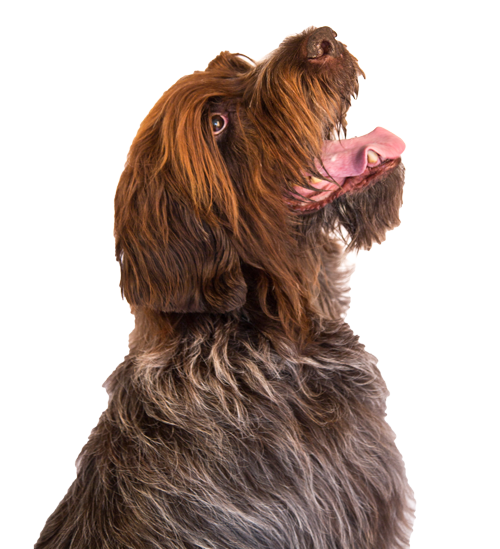 HermannPOSE.png