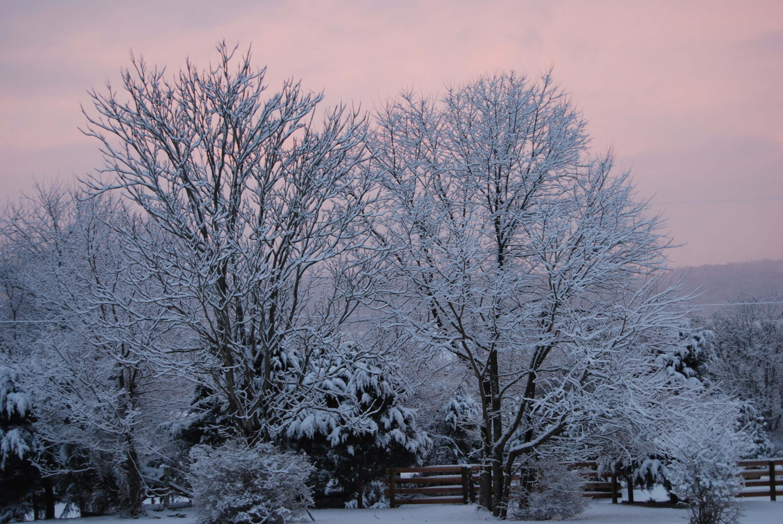 Trees with snow and sunset.JPG