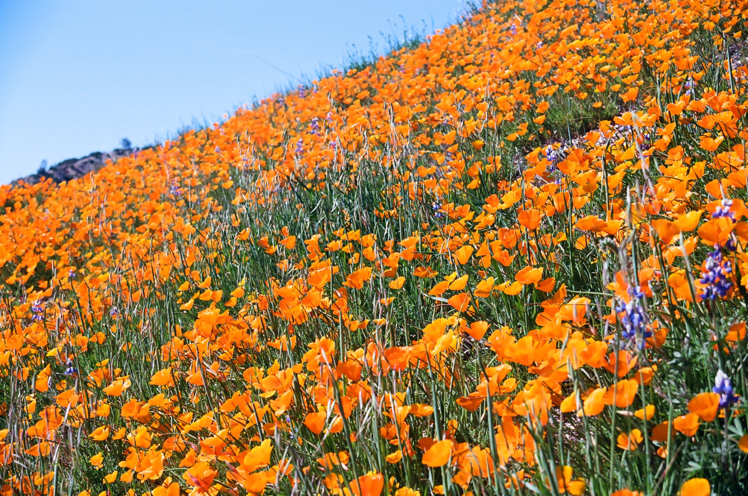 SANTA BARBARA BACKCOUNTRY