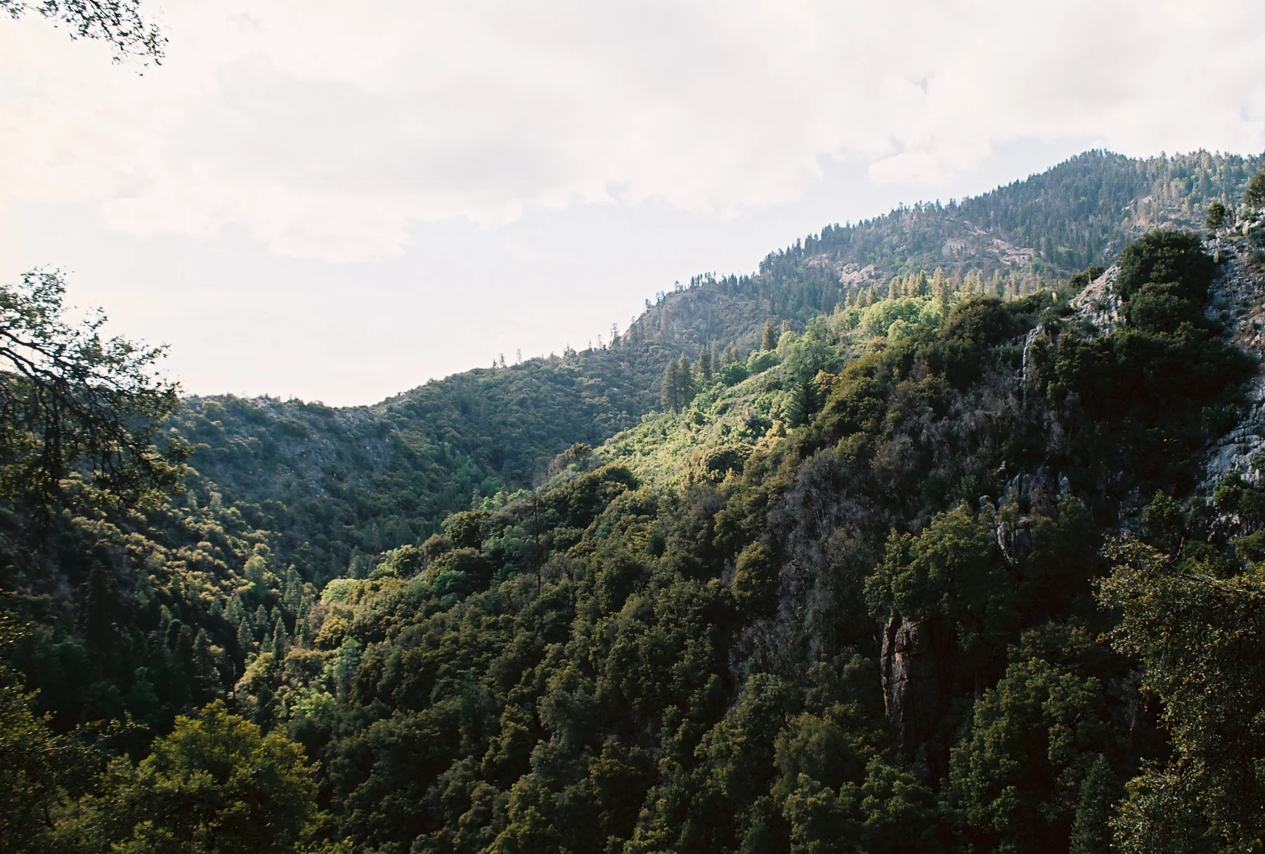 Sequoia Pamamp 1.jpg