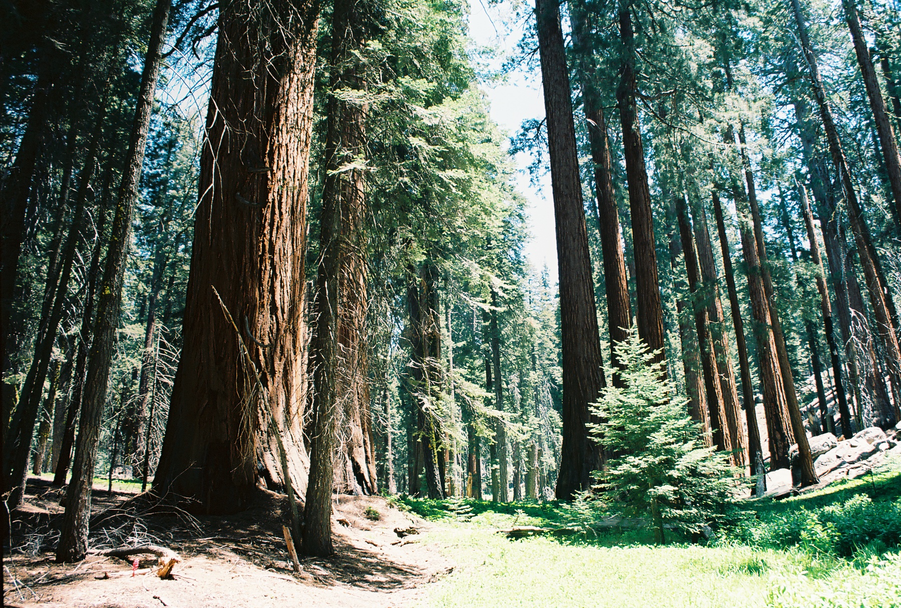Sequoia Pamamp 4.jpg