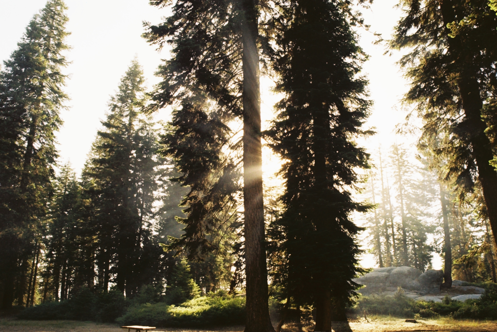 sequoia4th6.jpeg