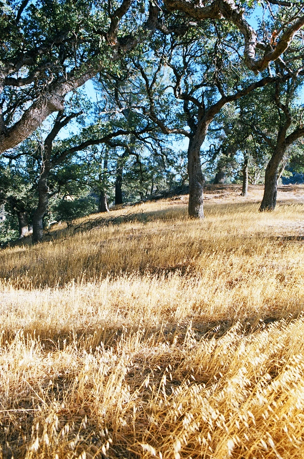 Figueroa Mountain 2.JPG