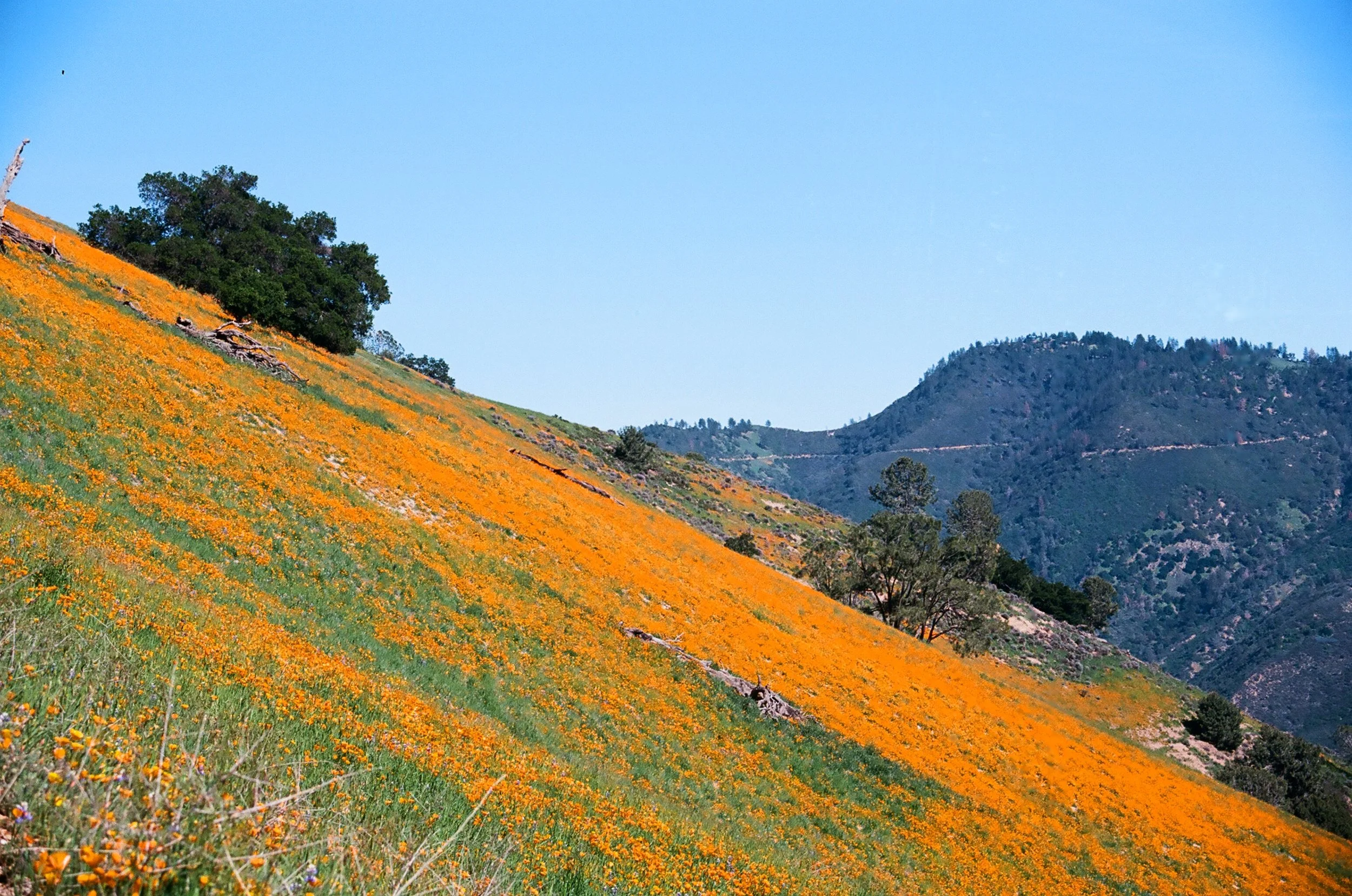 Grass Mountain 12.JPG