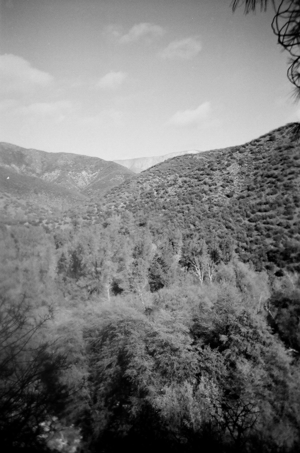 Manzana BW 5.jpeg
