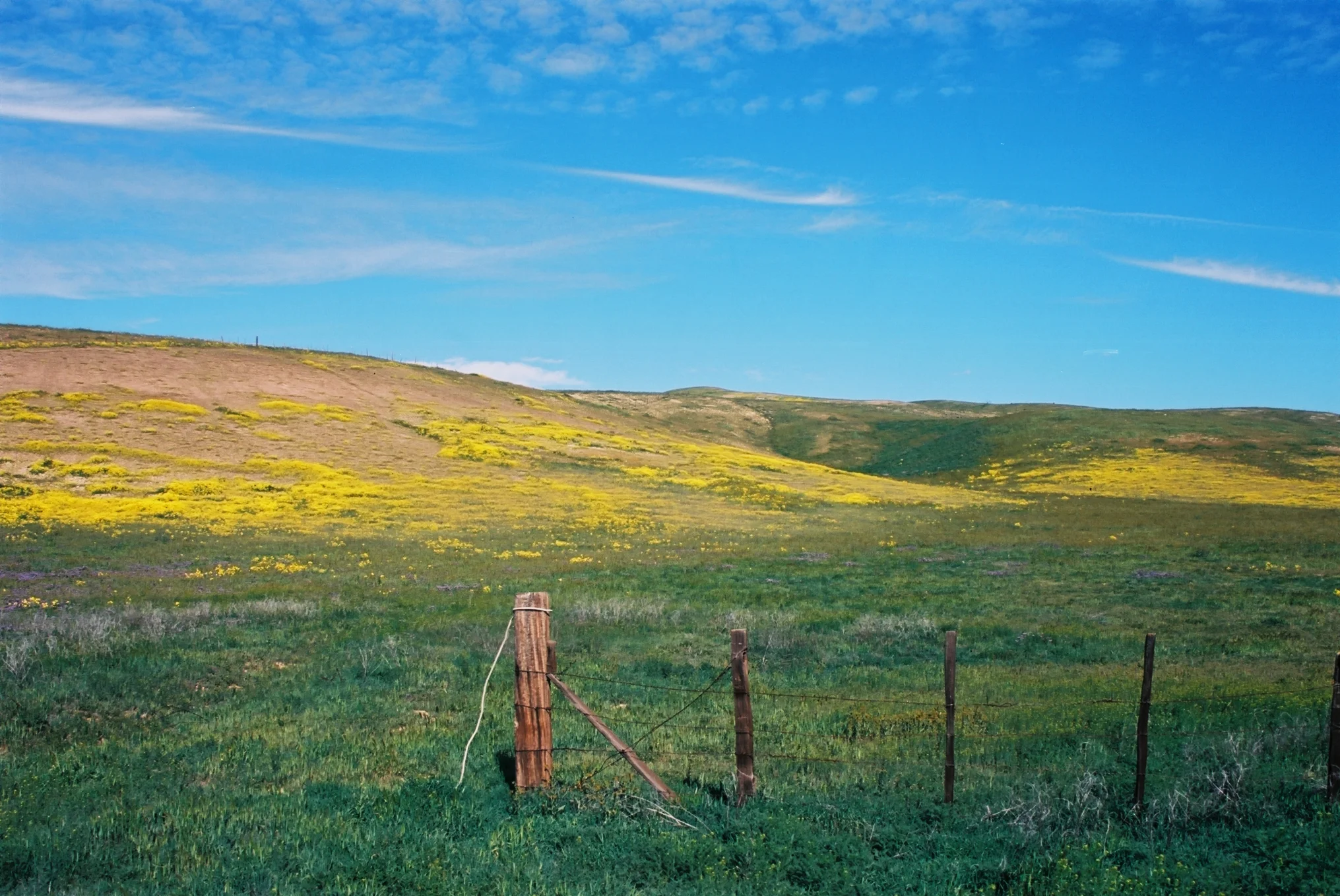 Carrizo Plain March 15 1.jpg