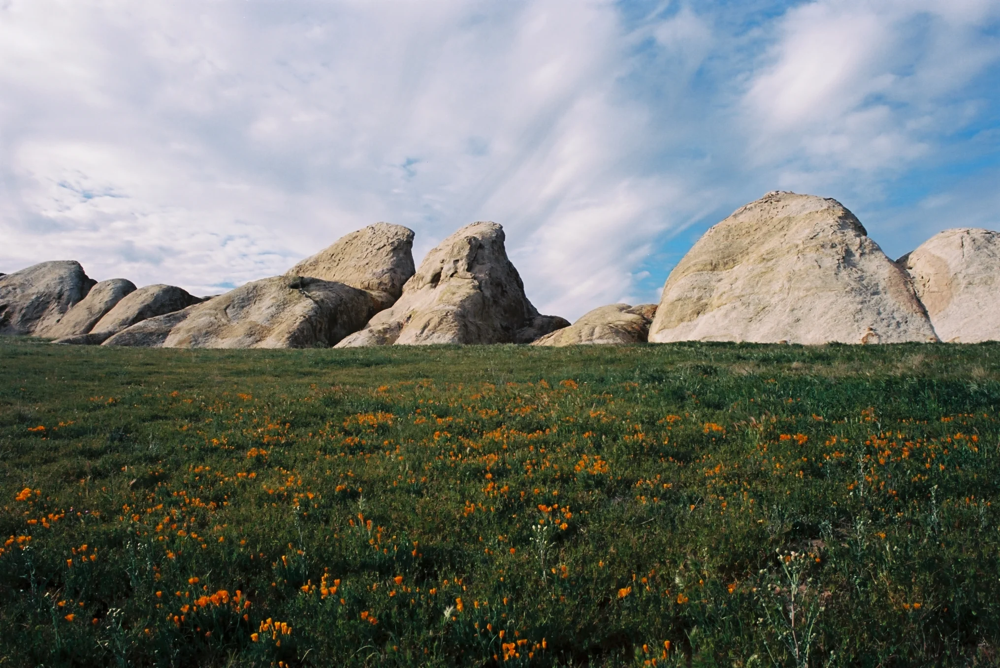 Carrizo Plain March 15 3.jpg