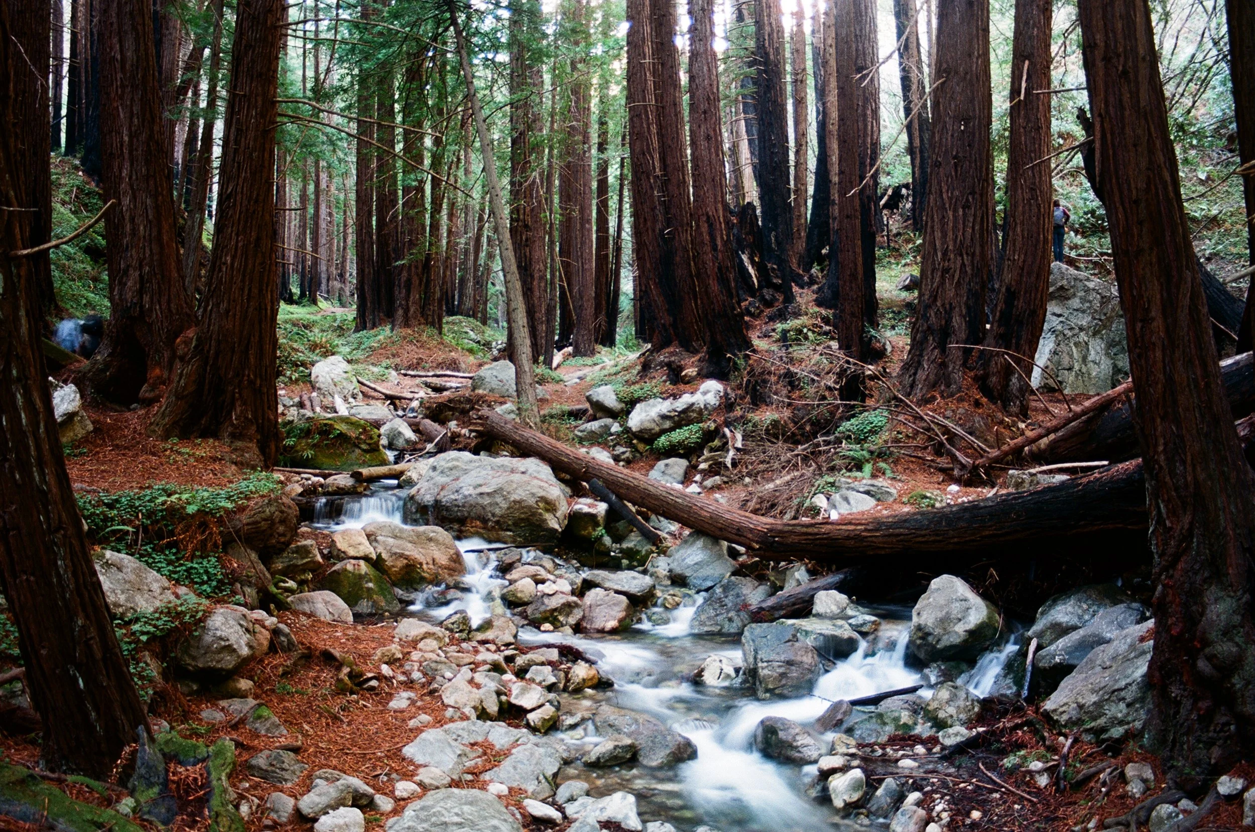 Limekiln Big Sur 1.JPG