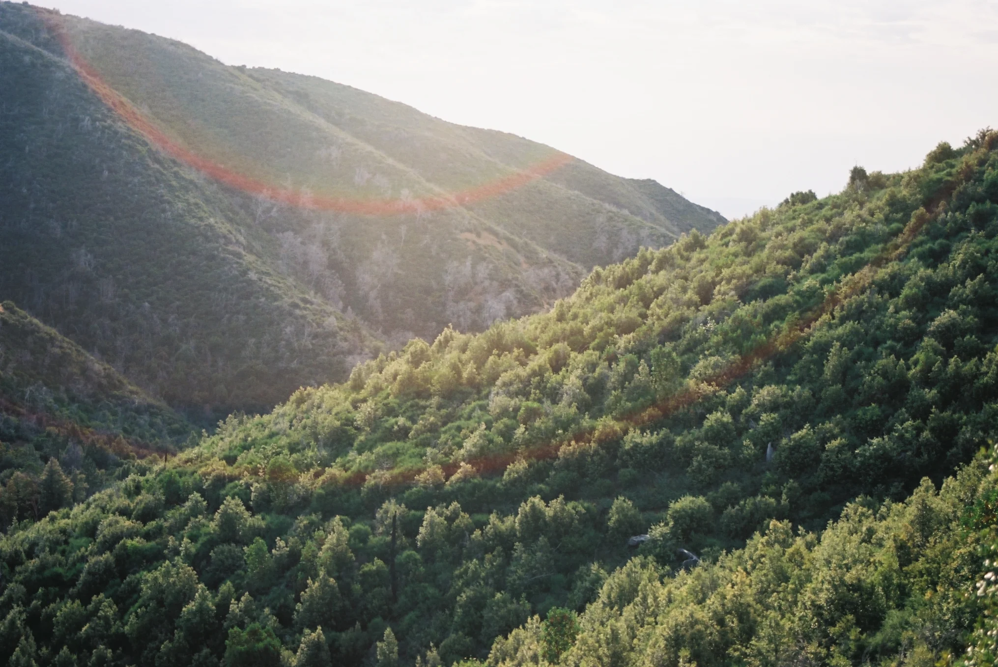 Pine Valley 2.jpg