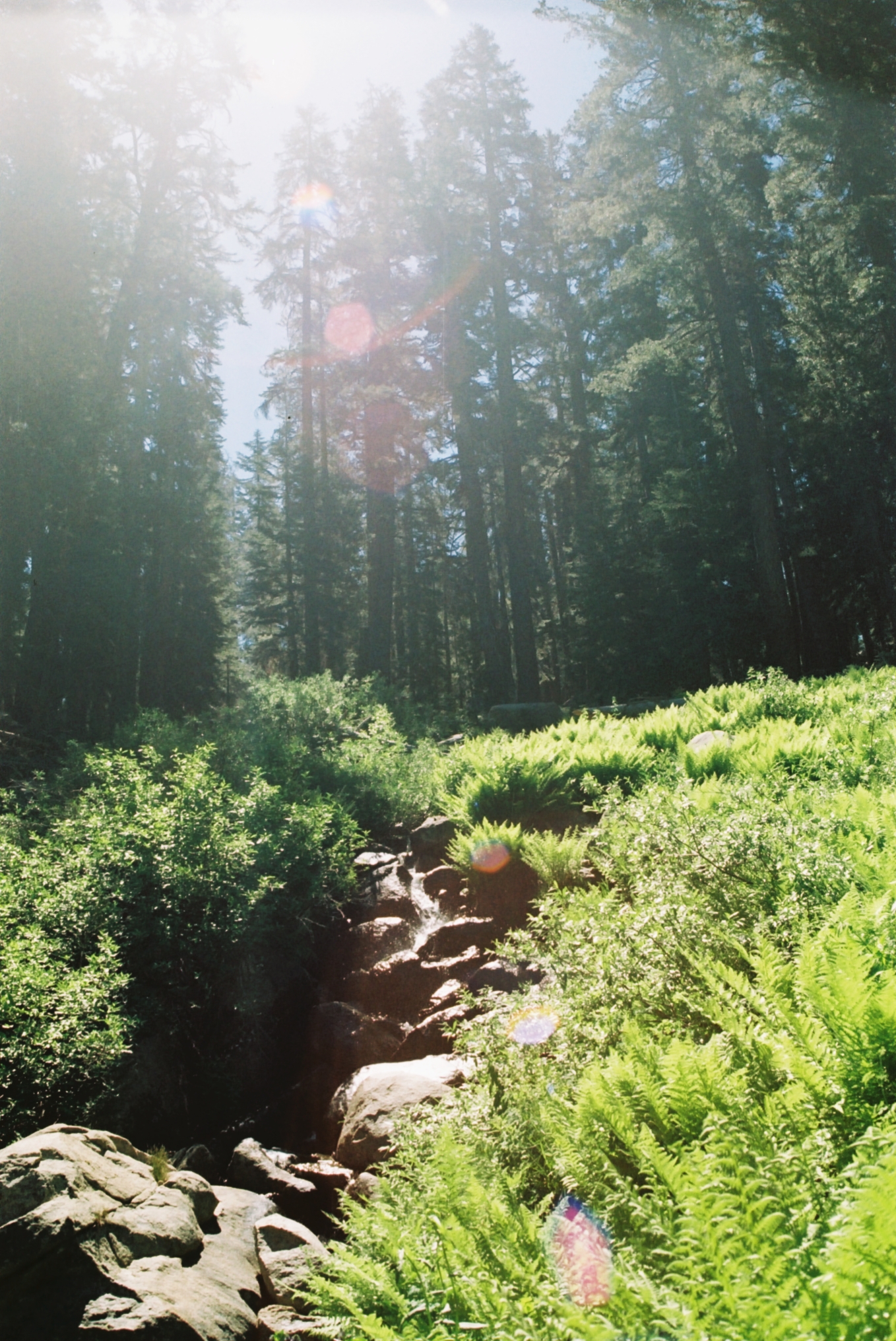 sequoia4th19.jpg