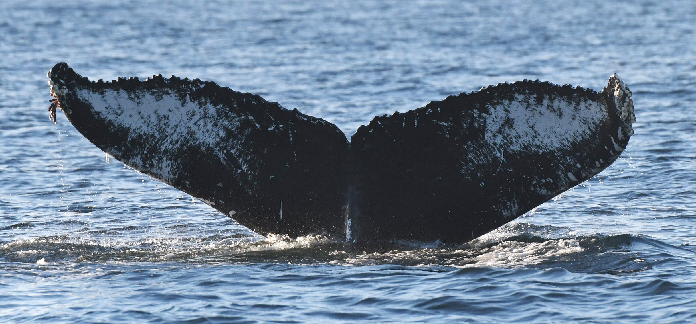 Humpback Whales of the Salish Sea Identification Project — Humpback ...