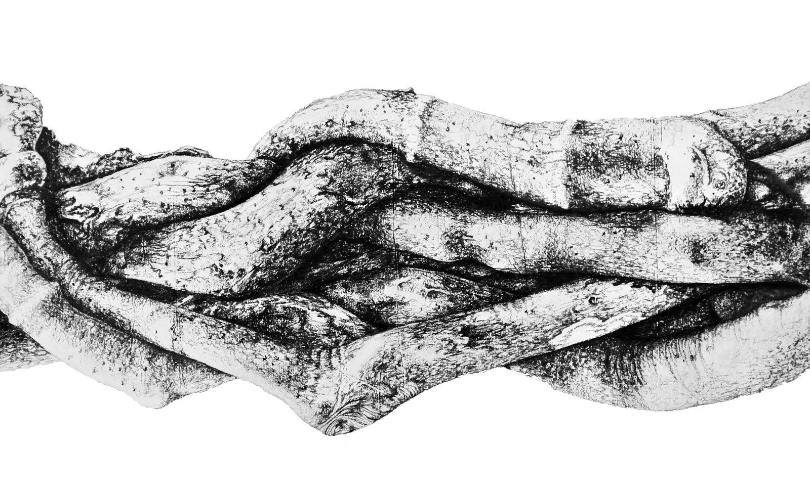 Untitled (Sin título), 2013 - From the series Roots