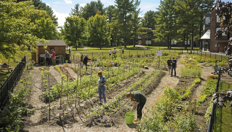 Students cultivating the new Garden! Photo credit: Skidmore College