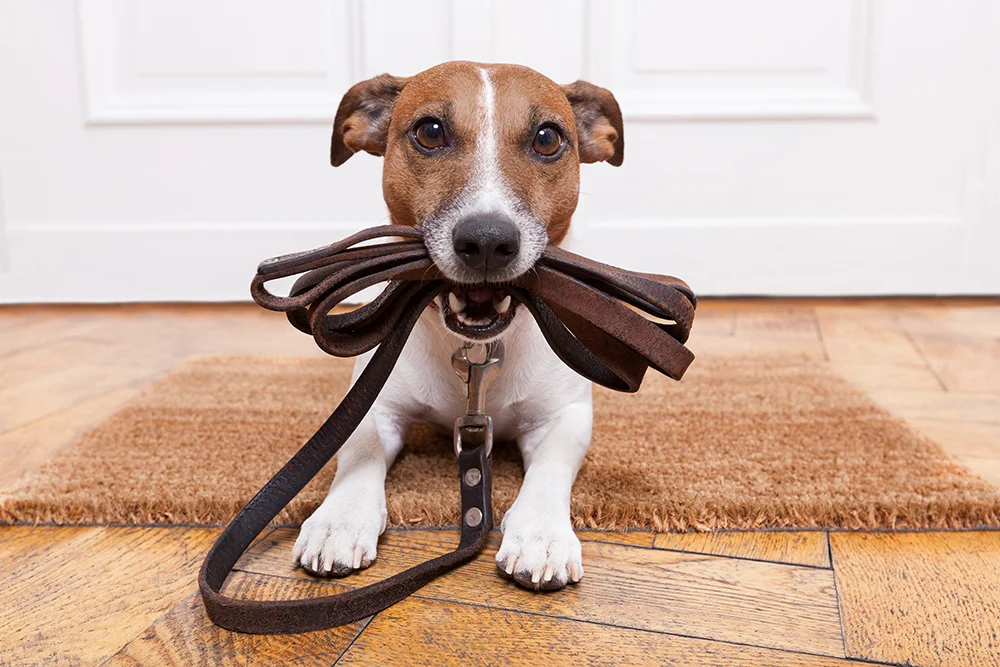 Leash.jpg