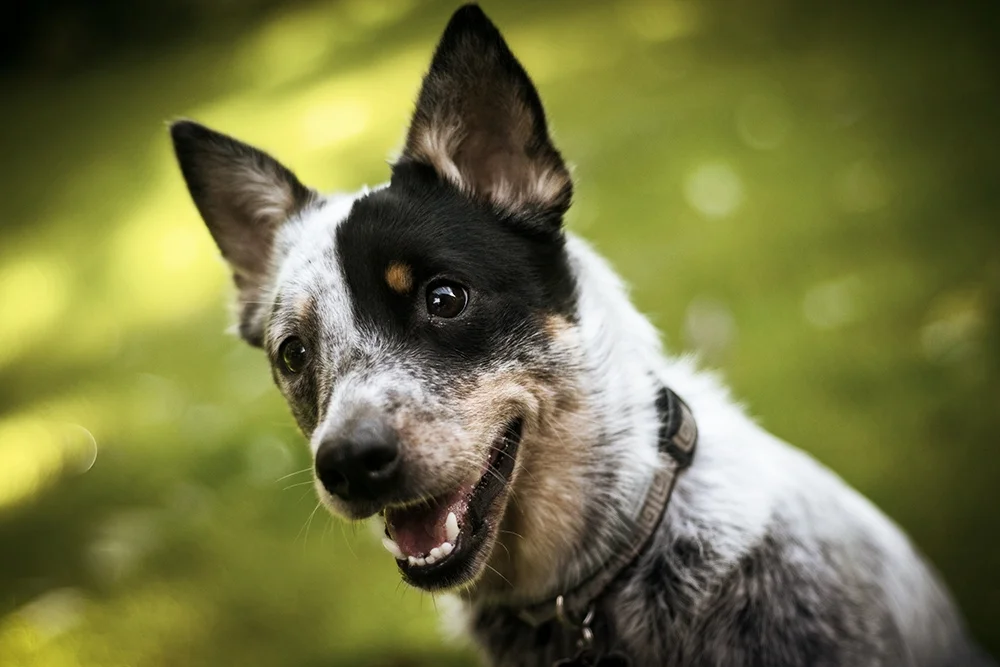 HILLS  Annangrove  Baulkham Hills  Bella Vista  Beaumont Hills  Box Hill  Carlingford  Castle Hill  Cattai  Cherrybrook  Dural  Galston  Glenhaven  Glenorie  Kellyville  Kenthurst  Laughtondale  Leets Vale  Lower Portland  Maraylya  Maroota  Middle Dural  Nelson  North Parramatta  North Rocks  Northmead  Oatlands  Rouse Hill  Sackville North  South Maroota  West Pennant Hills  Winston Hills  Wisemans Ferry