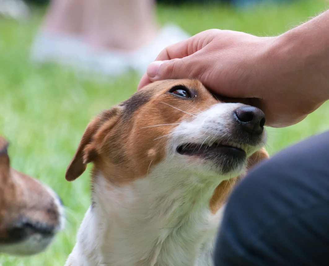 LOWER NORTH SHORE  Artarmon  Cammeray  Castle Cove  Castlecrag  Chatswood  Cremorne  Crows Nest  East Willoughby  Greenwich  Hunters Hill  Kirribilli  Lane Cove  Lavender Bay  Linley Point  Longueville  McMahons Point  Middle Cove  Milsons Point  Mosman  Naremburn  Neutral Bay  North Sydney  North Willoughby  Northbridge  Northwood  Riverview  St Leonards  Greenwich  Waverton  Willoughby  Wollstonecraft  Woolwich      NORTH SHORE   Gordon  Hornsby  Killara  Lindfield  Pymble  Roseville  Roseville Chase  St Ives  St Ives Chase  Turramurra  Wahroonga  Waitara  Warrawee