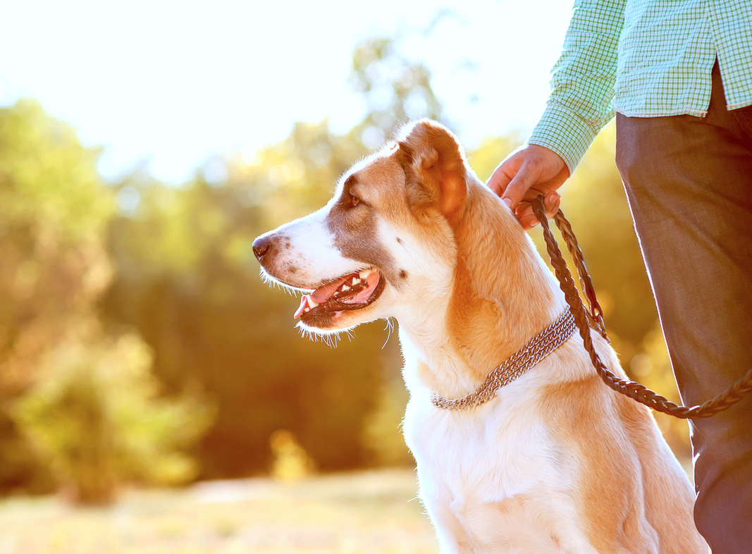 FOREST  Forestville  Frenchs Forest  Belrose  Davidson  Killarney Heights  Terrey Hills  Duffys Forest      NORTHERN SUBURBS  Asquith  Beecroft  Carlingford  Cheltenham  Denistone  Dundas  Dundas Valley  East Ryde  Eastwood  Epping  Ermington  Gladesville  Hornsby  Henley  Macquarie Park  Marsfield  Meadowbank  Melrose Park  Mount Colah  North Ryde  Normanhurst  Oatlands  Pennant Hills  Putney  Ryde  Tennyson Point  Thornleigh  West Ryde  Westleigh