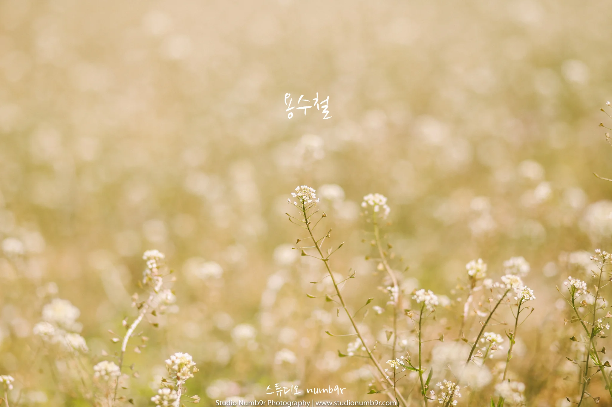 20170330-studio-numb9r-jeju-PRE-WEDDING-EuniceMing-0197t.jpg