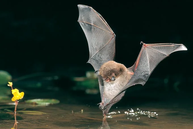 Eine Wasserfledermaus bei der Jagd