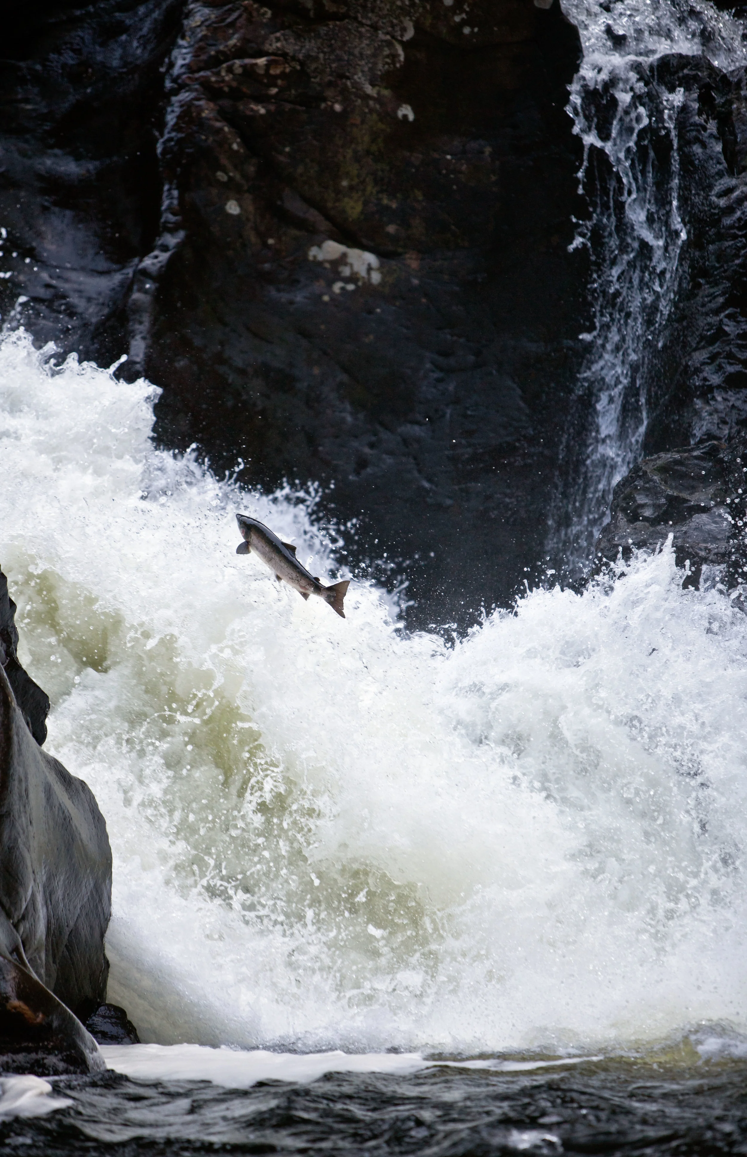 IMG_0872salmon leaping Eggfossen, Norway.jpg