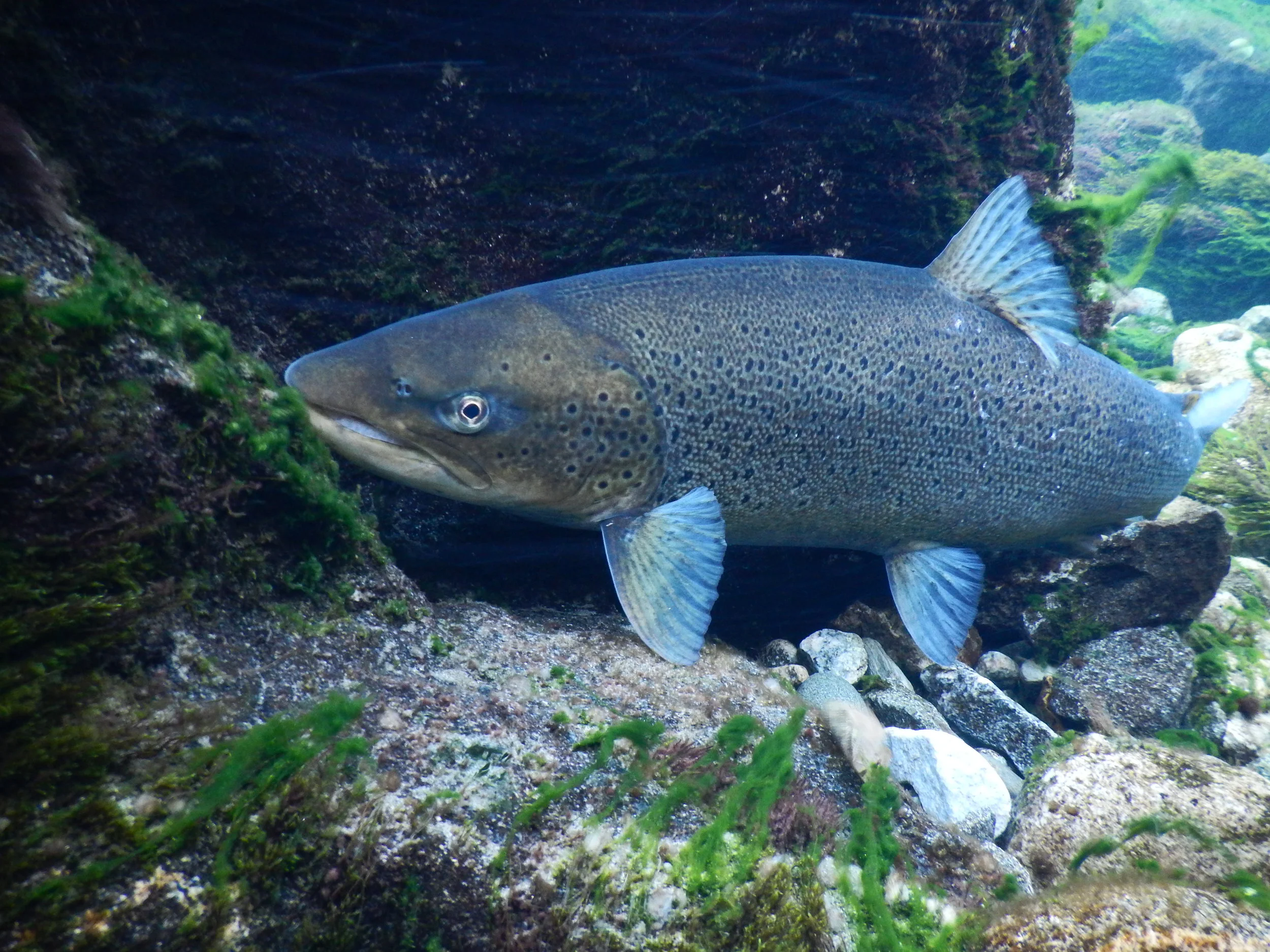 Foto; Ulrich Pulg, UniMiljø