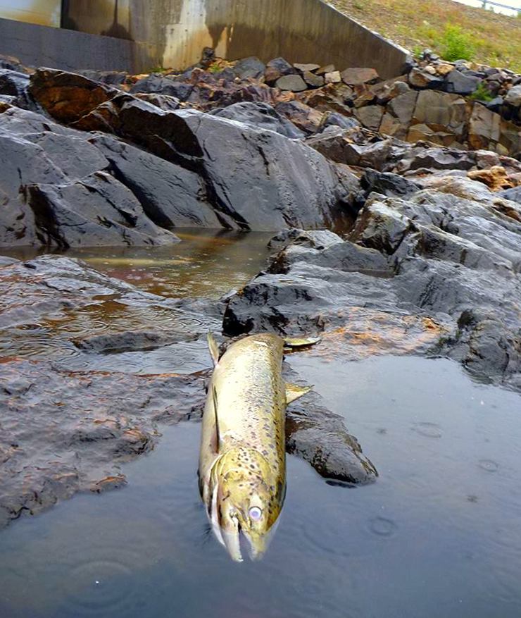 Plutselige endringer i vannstand kan resultere i at laks blir sperret inne på grunt vann og dør. Foto: Save the Baltic salmon 