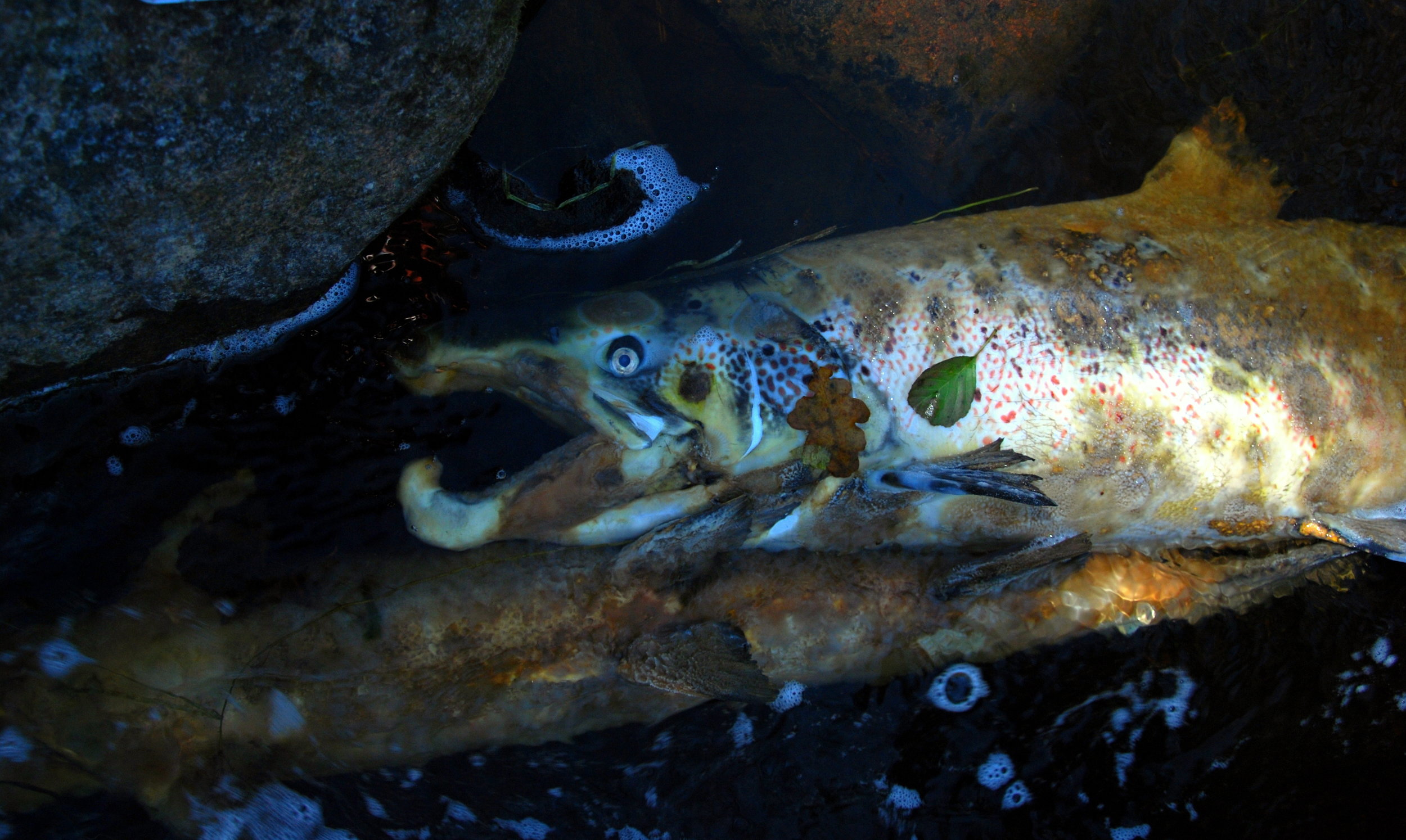 Effektkjøring kan drepe gytefisk i mindre, utbygde sideelver. Foto: Save the Baltic salmon