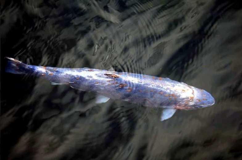 Rømt, svimende regnbueørret i Osterfjorden med massive luseangrep. Foto: Hordaland JFF. 