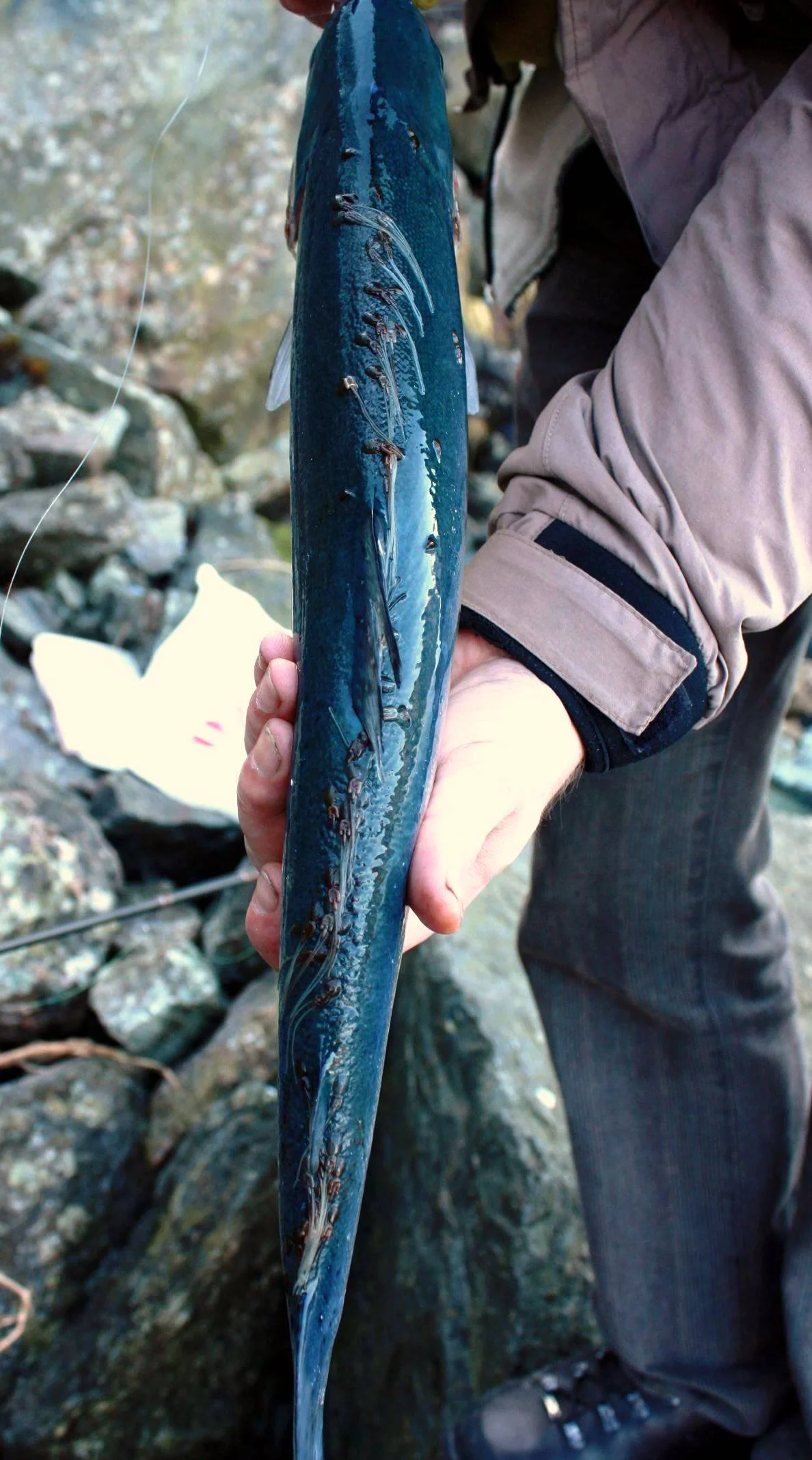 Det rømmer ikke bare laks. Her er en relativt nyrømt regnbueørret fanget i Osterfjorden, som var full av voksne holus. Rømt fisk sprer lus mellom anlegg og regioner og tjener som reservoar for lakselus i fjordene. Foto: Hordaland JFF. 