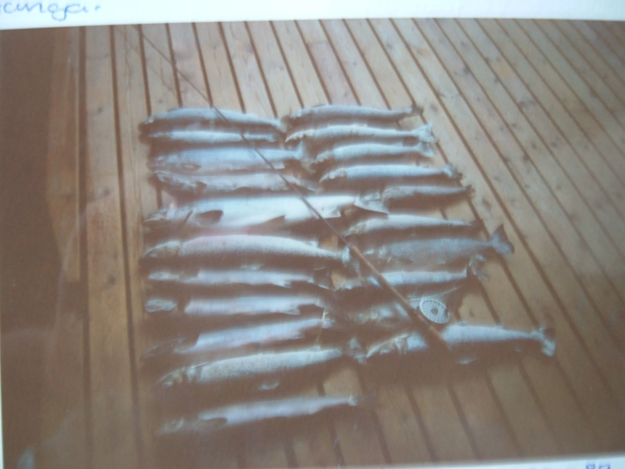Storfangst 1988, fra en tid uten fangstbegrensninger i elv Foto: Lars Nielsen