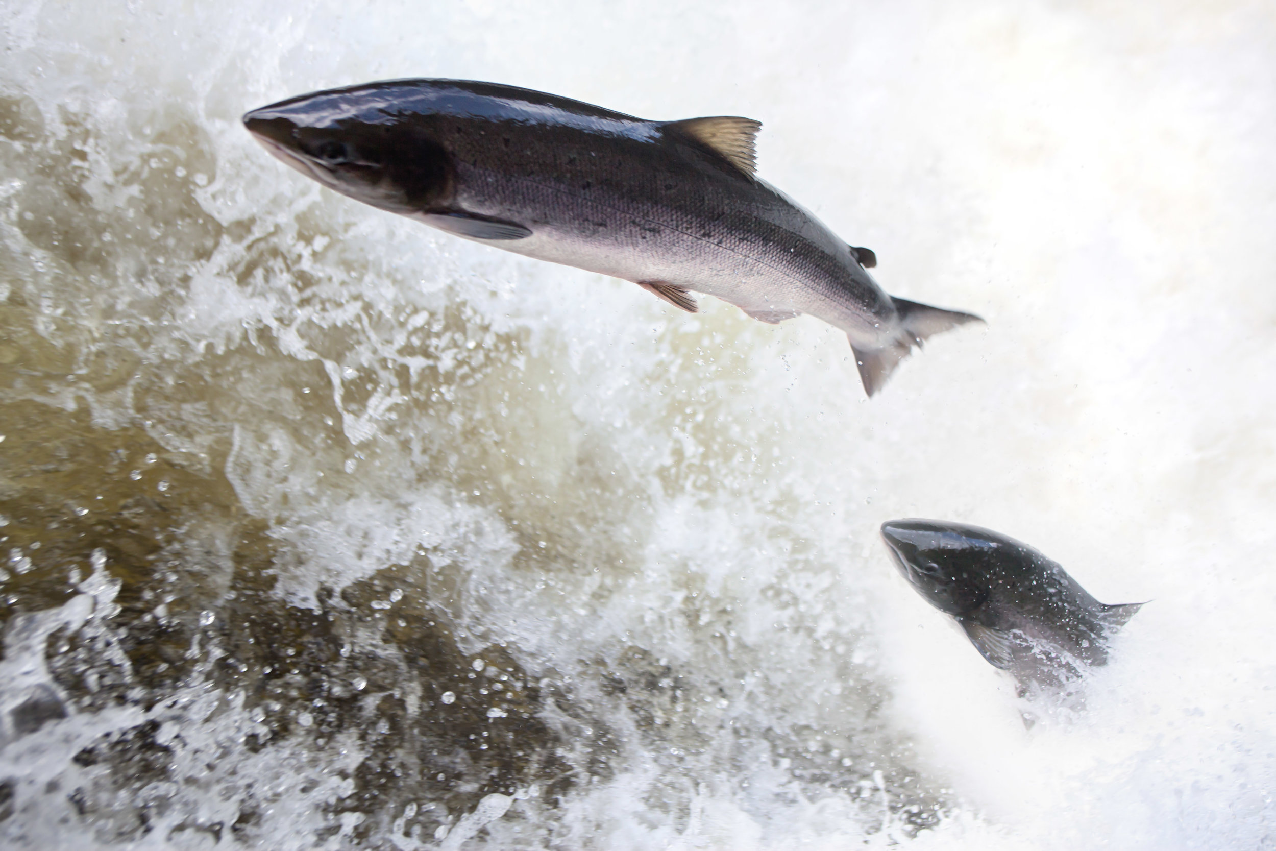 IMG_1093_salmon_leaping_on_the_Egfossen_Gaula_ river_Norwayt_Foto_Matt_Hayes.jpg