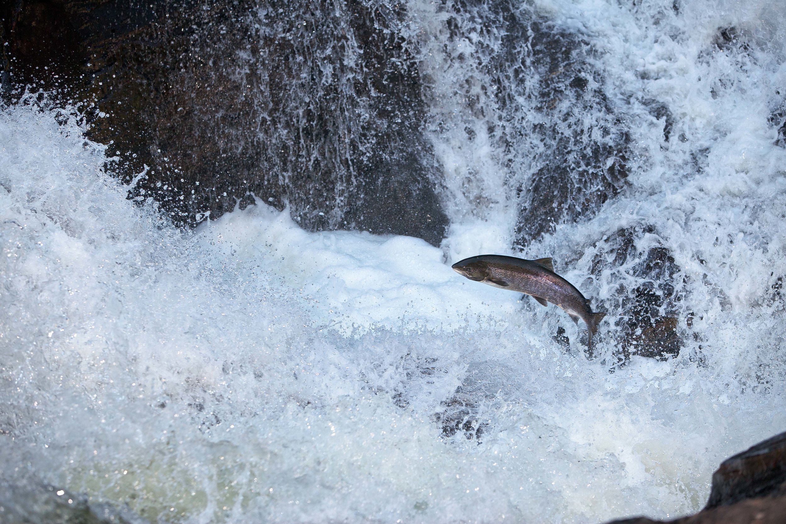 IMG_6089-leaping salmon_Foto_Matt_Hayes.jpg