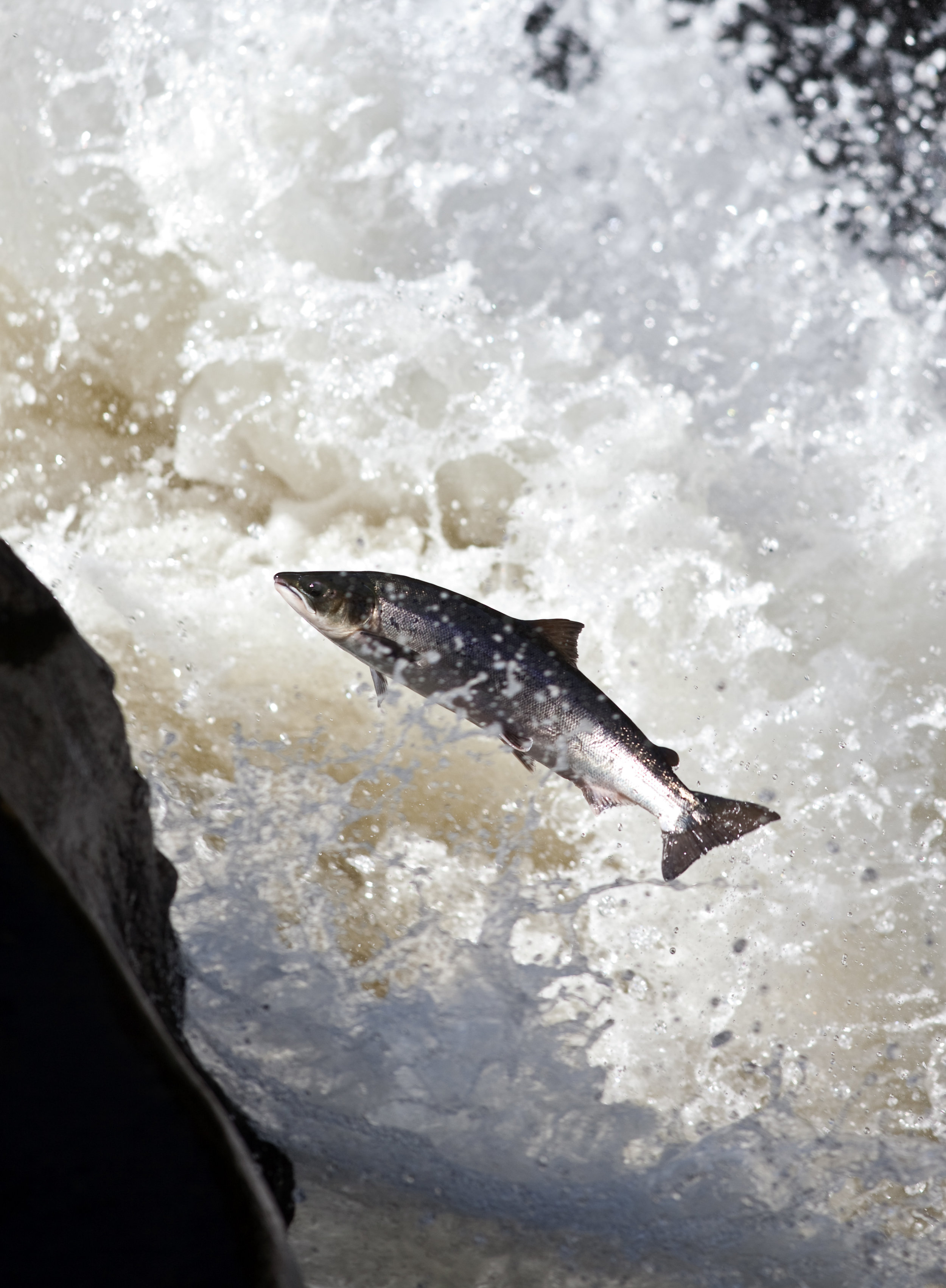 IMG_9752-leaping_salmon_Foto_Matt_Hayes.jpg