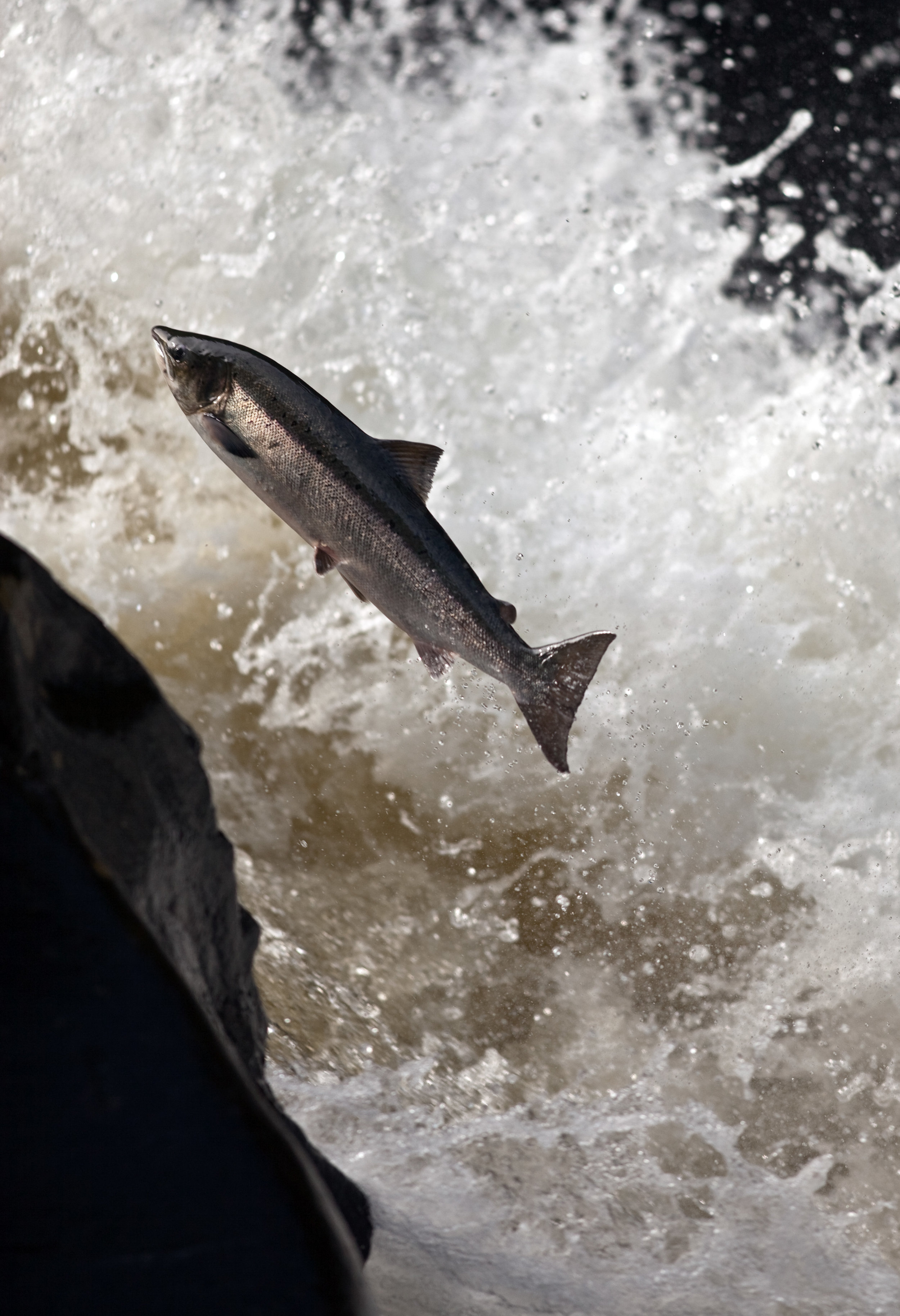 IMG_9794-1-leaping_salmon_Foto_Matt_Hayes.jpg