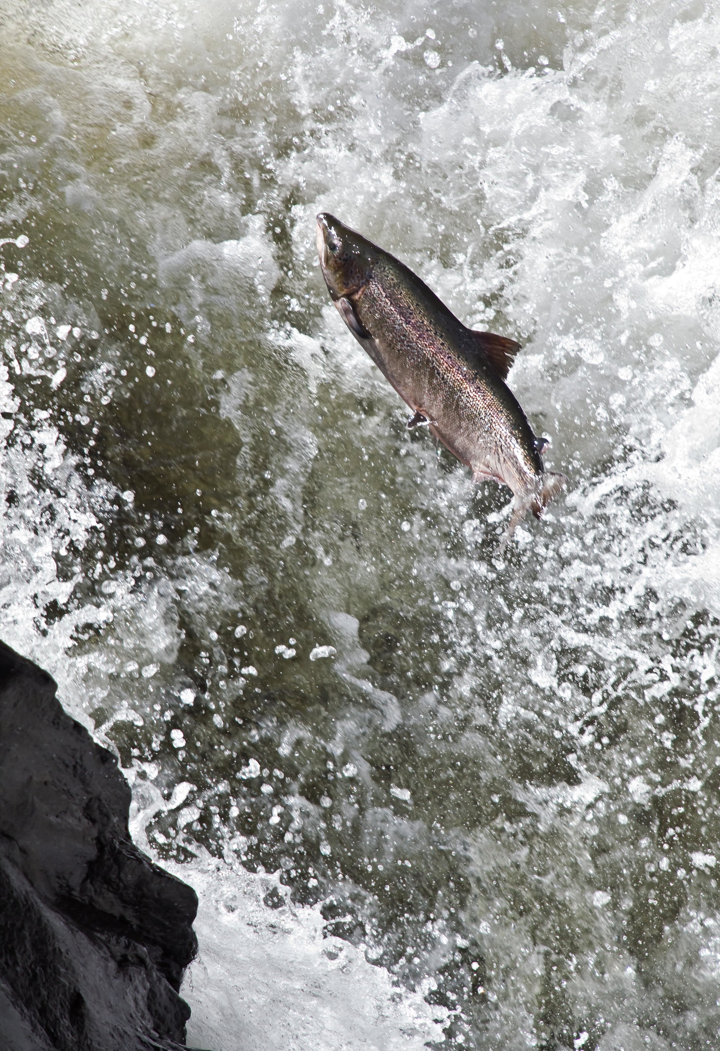 Salmon_leaping_Foto_Matt_Hayes.jpg