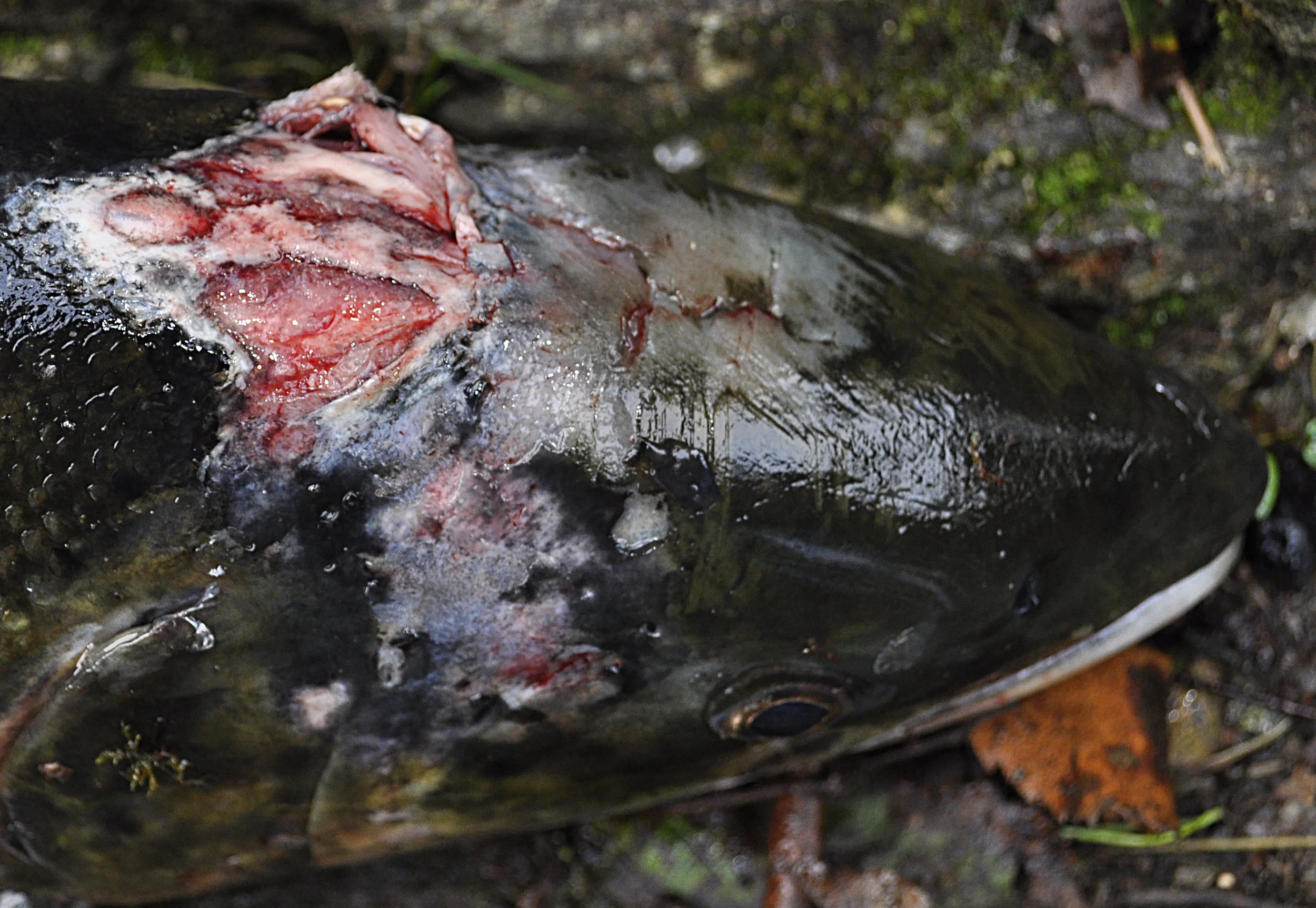 Salmon with severe injuries from sealice Photo: John Øystein Berg