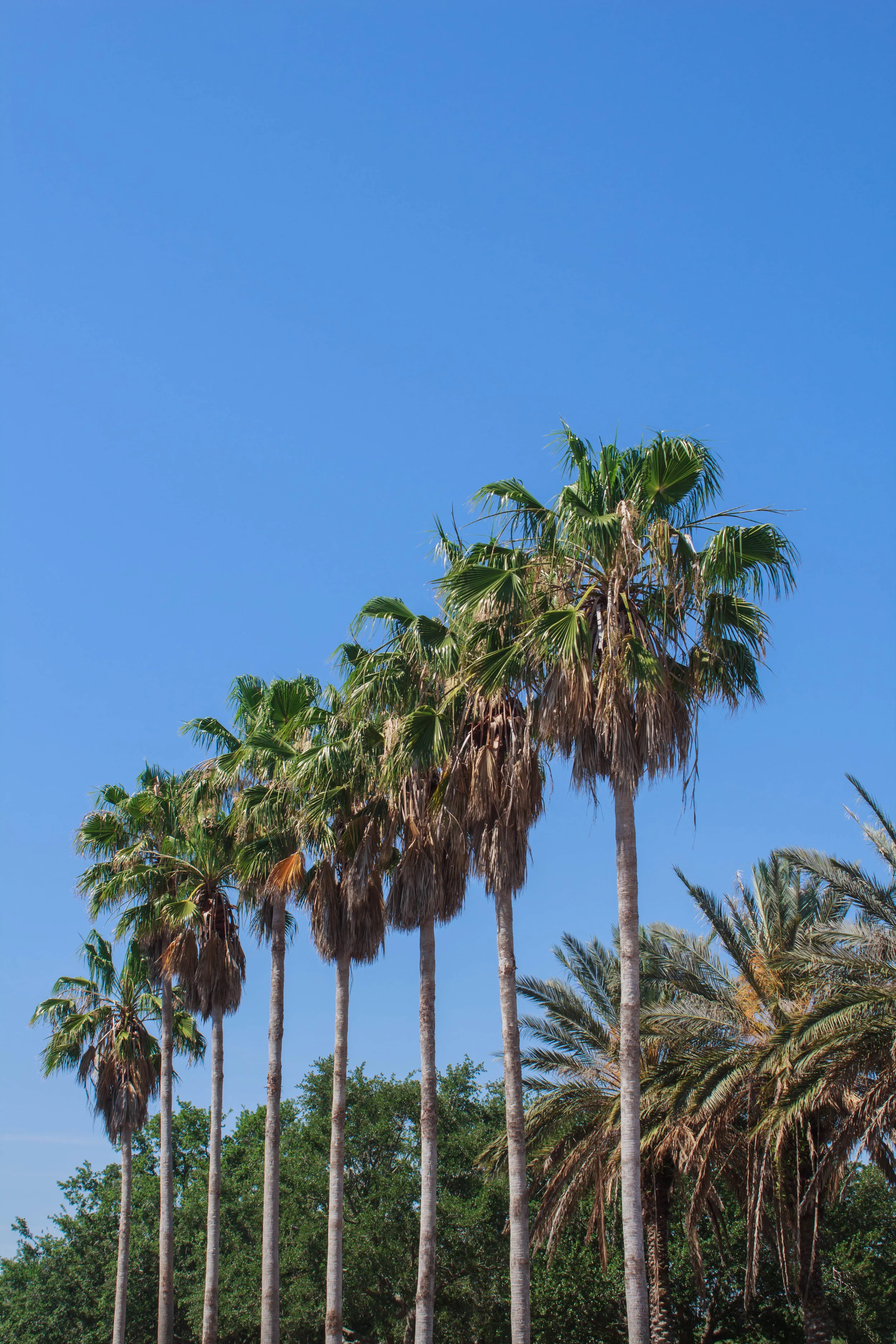 Orlando, Palm Trees.jpg