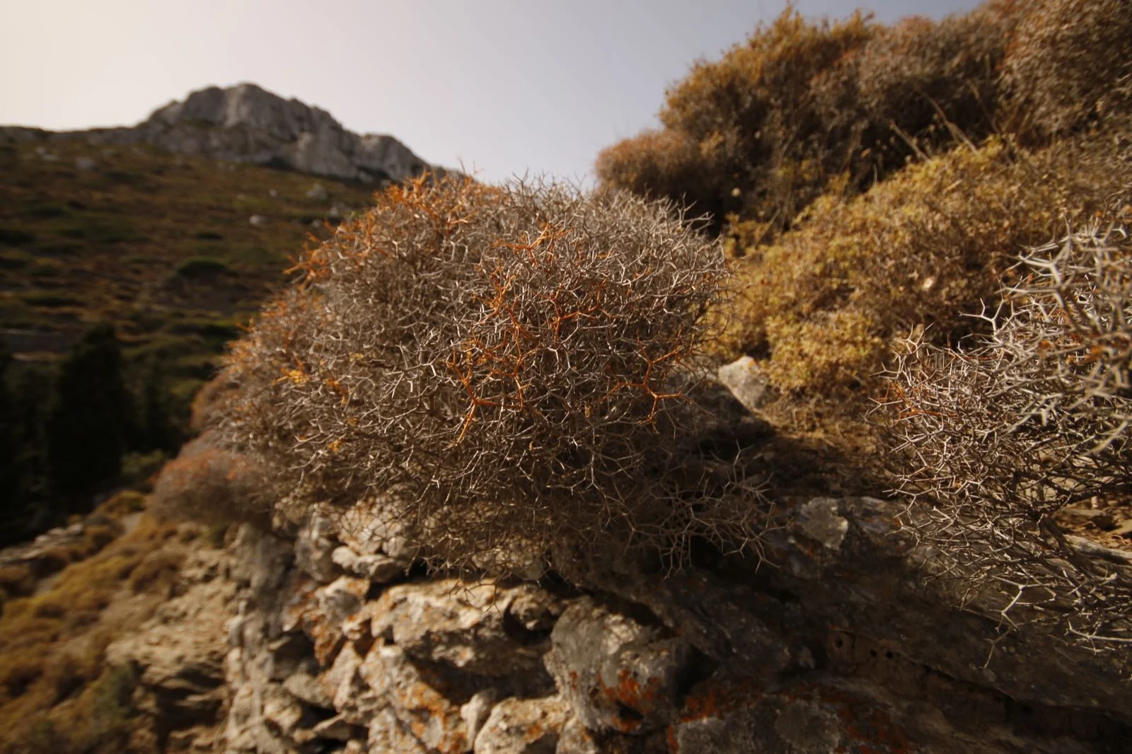 Αμοργός-amorgos-gr-061816-084456.JPG