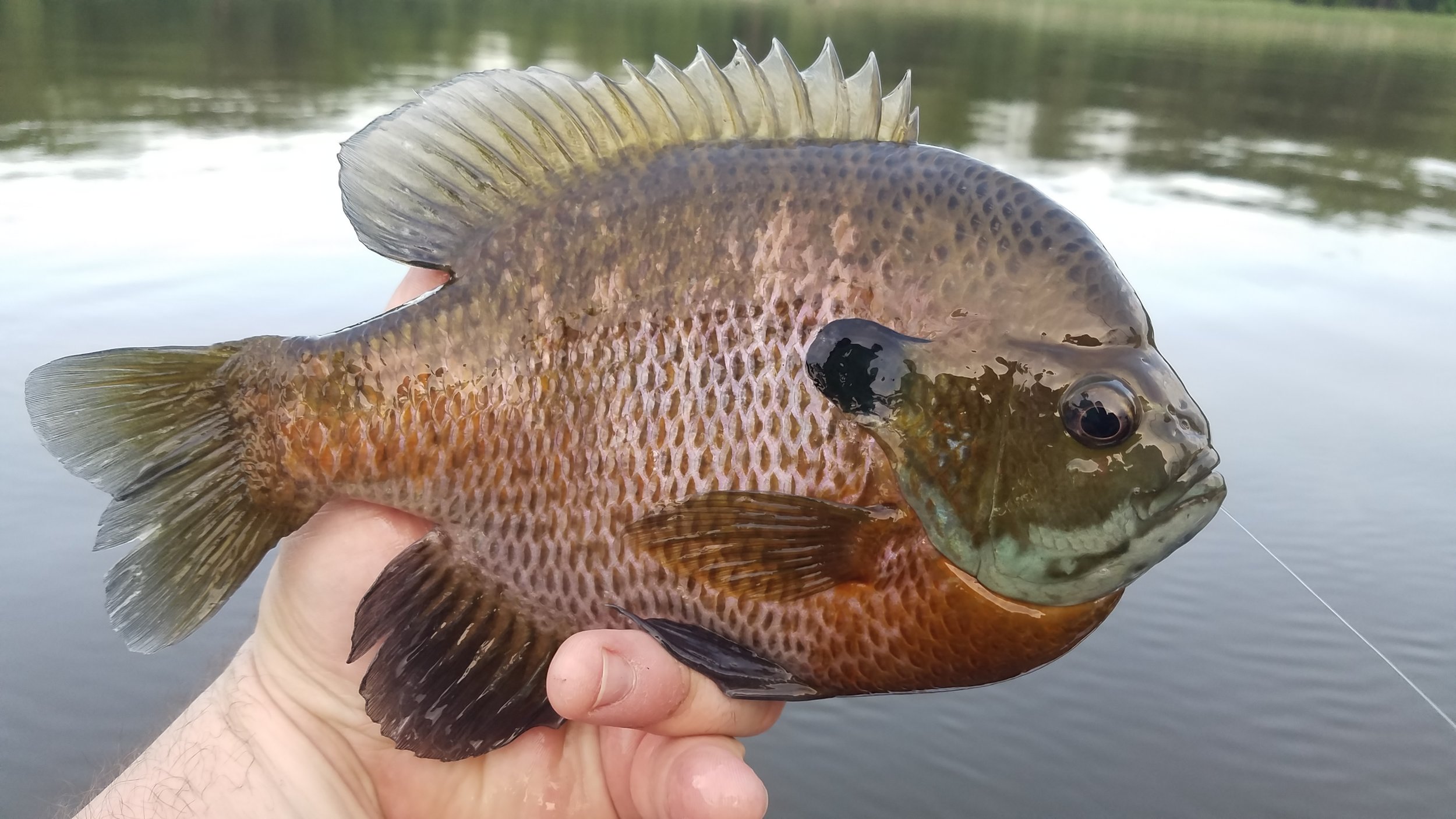 Here's a 10" plus gill that's also a male. Note the dark colors, large ear tab, with blue accents around his gill plates. This fish not only presents a giant of his species that would be great for any angler to catch again, his release during the bluegill spawn is vital to keeping big bluegills present in this lake.