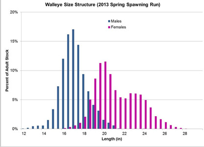 2013 Lake Winnebago, WI walleye size (length) vs. amount distribution.