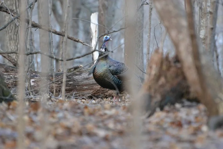 The bird hunts you as much as you hunt it!