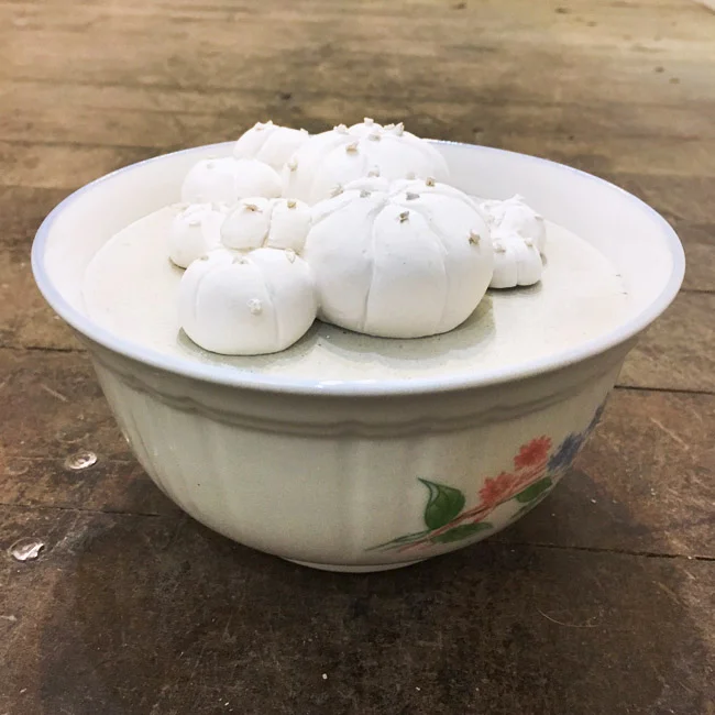 Peyote Bowl, 2017