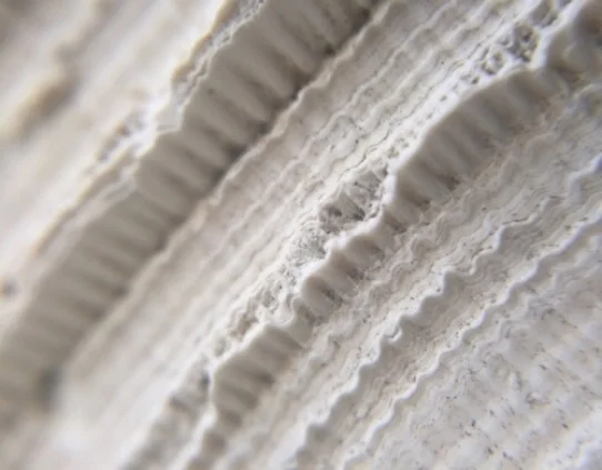 Corrugated ocean clamshell close up with implications to 3d printing